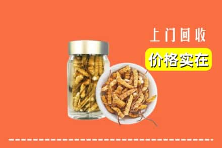 七台河桃山区回收散虫草